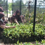 Menanam Pohon di Paranet
